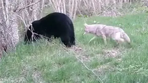 CLIP: 'Lớn gan' cắn trộm gấu đen, chó sói đồng cỏ nhận bài học nhớ đời