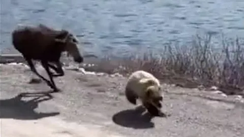 CLIP: Hai sừng tấm 'hắc hóa', điên cuồng truy đuổi gấu