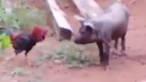 CLIP: Phì cười trước màn 'tỷ thí võ công' của lợn và gà
