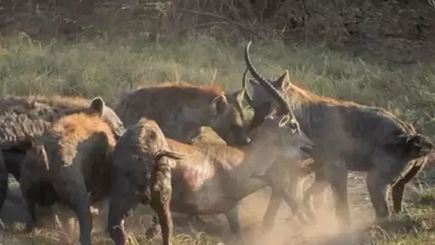 CLIP: Một khoảnh khắc sai lầm, linh dương bỏ mạng dưới nanh vuốt linh cẩu