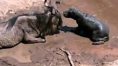 CLIP: Khoảnh khắc xót xa, hà mã con nhận nhầm linh dương bị thương là mẹ