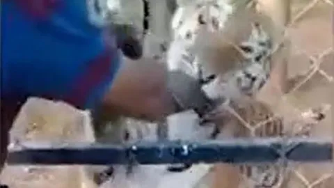 CLIP: Thò tay vuốt ve hổ, người đàn ông nhận cái kết thê thảm