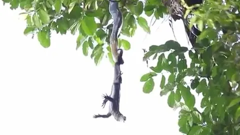 CLIP: Rắn hổ mang chúa treo mình trên cây, tấn công kỳ đà dữ dội