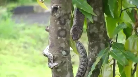 CLIP: Rắn hổ mang nuốt trọn trăn sau màn tử chiến nghẹt thở