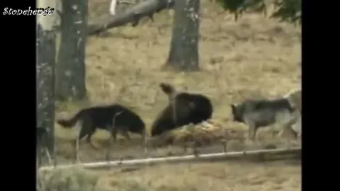 CLIP: Gấu xám tháo chạy trước sự tấn công dữ dội của bầy sói xám