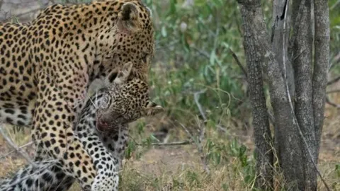 CLIP: Cuộc ác chiến đẫm máu của báo hoa mai