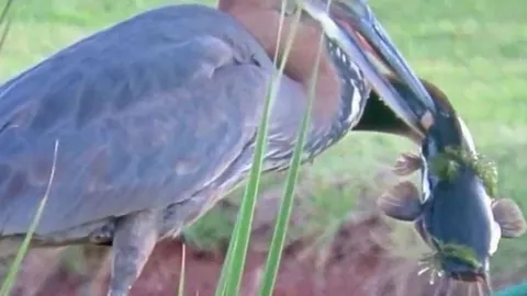 CLIP: Bắt được cá da trơn lớn, diệc ra sức nuốt chửng con mồi và cái kết... suýt chết nghẹn