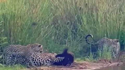 CLIP: Một mình đối đầu với ba con báo hoa mai, lửng mật vẫn đủ sức làm kẻ thù 'bẽ mặt'