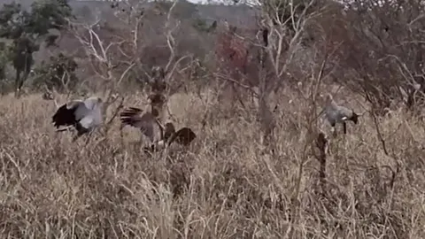 CLIP: Bị sát thủ Taekwondo 'đánh hội đồng', đại bàng nhận ngay cái kết bẽ bàng