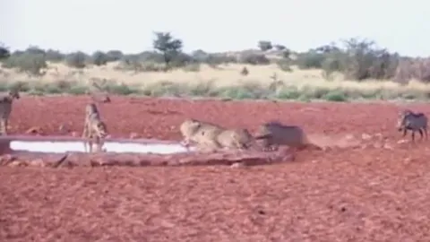 CLIP: Thấy đàn báo hoa mai uống nước lề mề, lợn rừng nổi điên lao lại húc văng loài mèo lớn