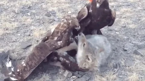 CLIP: Bị 2 đại con đại bàng tóm được, chó sói nằm im chịu đòn nhưng cái kết mới gây chú ý