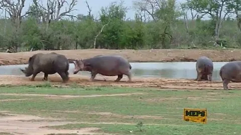 CLIP: Cả gan đi chọc hà mã, tê giác đen lập tức 'nhận quả báo'