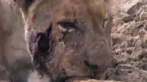 CLIP: 'Lỡ dại' vỗ mông hà mã, sư tử phải trả giá bằng cả tính mạng