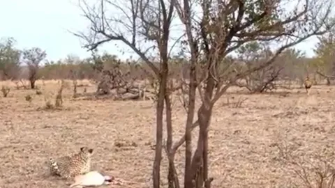 CLIP: Vừa hạ gục được linh dương, báo săn đã vội vàng bỏ chạy khi con vật này xuất hiện