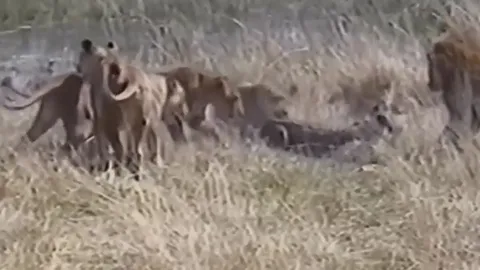 CLIP: Liều lĩnh lao lên bờ cướp mồi của đàn sư tử, cá sấu nhận kết cục khó tin