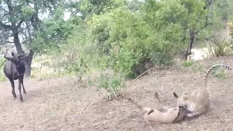 CLIP: Thấy con non bị báo hoa mai cắn trọng thương, linh dương đầu bò mẹ vội vã lao lại sơ cứu và kết cục đau lòng