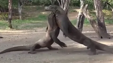 CLIP: Cuộc chiến sinh tồn khốc liệt của 2 con rồng Komodo