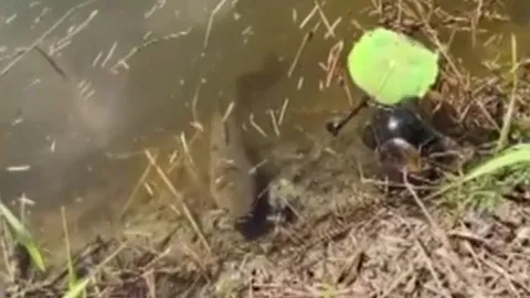 CLIP: Cá lóc liều lĩnh phi lên bờ săn mồi 'thần tốc'