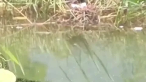 CLIP: Cá lóc nhảy lên bờ tấn công chim để bảo vệ đàn con