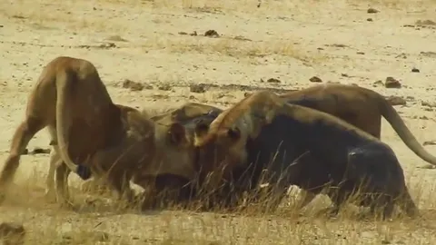 CLIP: Linh dương Impala chết thảm dưới nanh vuốt sư tử