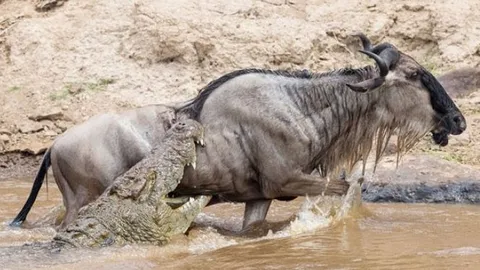 CLIP: Linh dương đầu bò thoát chết khó tin khi bị cá sấu tóm gọn