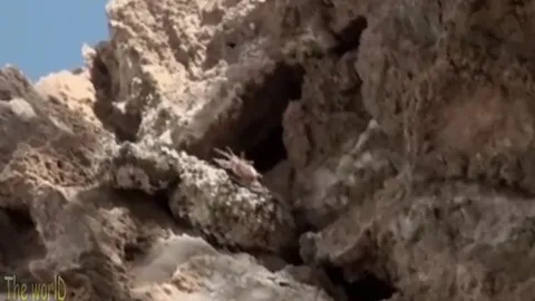 CLIP: Rắn đuôi nhện – Bậc thầy ngụy trang và săn mồi bằng mồi nhử sống động như thật