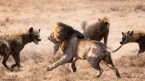 CLIP: Sư tử ác chiến kinh hoàng với bầy linh cẩu để tranh giành bữa ăn