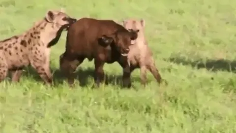 CLIP: Bầy linh cẩu đoạt mạng trâu rừng con bất chấp việc trâu rừng mẹ liều mạng chống trả