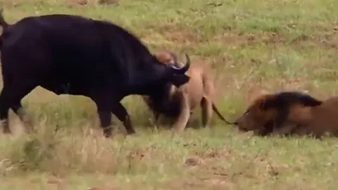 CLIP: Sư tử đực thể hiện sức mạnh đáng sợ, đoạt mạng mẹ con trâu rừng trong một nốt nhạc