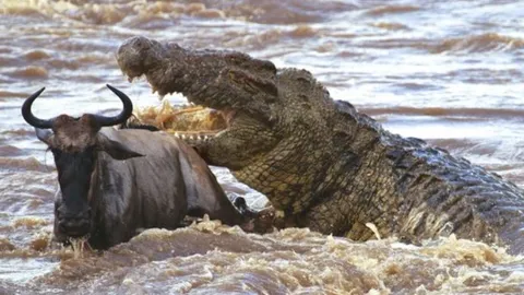 CLIP: Cuộc di cư vĩ đại của linh dương đầu bò là bữa tiệc thịnh soạn cho bầy cá sấu