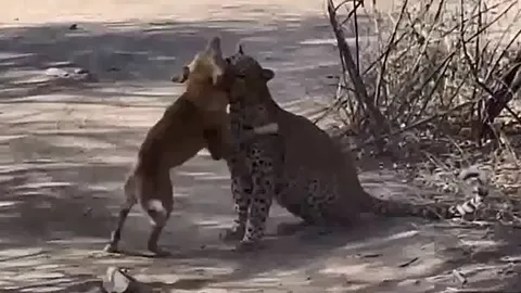 CLIP: Đang nằm nghỉ ngơi, chó nhà bị báo hoa mai tập kích bất ngờ và cái kết