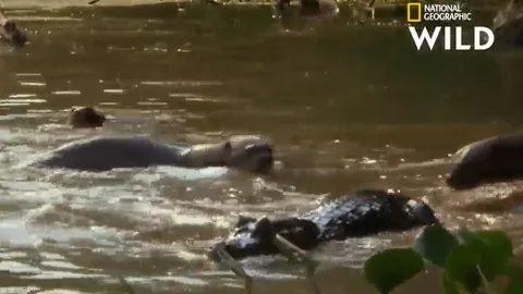 CLIP: Đi nhầm vào lãnh thổ của đàn rái cá, cá sấu bị kẻ thù cắn chết