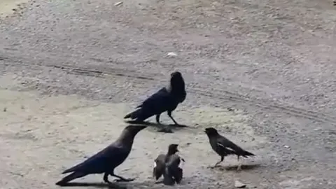 CLIP: Chim sáo đá liều mình đánh nhau với 2 con quạ để cứu con 