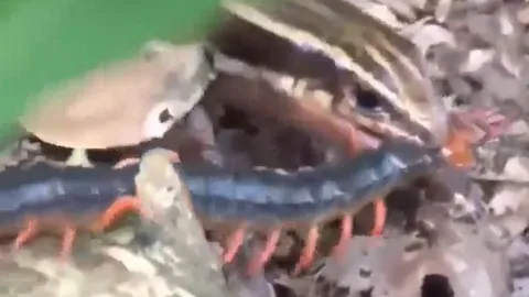 CLIP: Đụng độ thằn lằn bóng, rết bị kẻ thù xé xác rồi nuốt chửng