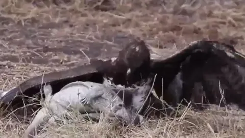 CLIP: Trải qua 5 tiếng vật lộn, đại bàng giành thế thượng phong, moi mắt kỳ đà