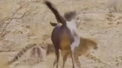 CLIP: Bị báo săn truy sát, linh dương đầu bò nổi điên tấn công ngược kẻ đi săn