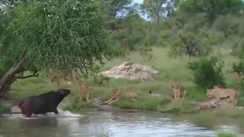 CLIP: Bị gần chục con sư tử vây quanh, trâu rừng đơn độc vẫn chiếm thế thượng phong