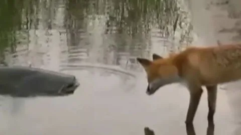 CLIP: Cáo 'ăn trộm' cá trê khổng lồ của ngư dân và cái kết bất ngờ