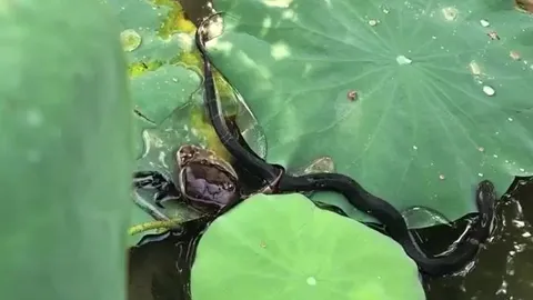 CLIP: Đụng đô cua, rắn hổ đất bị kẻ thù kẹp cho bị thương