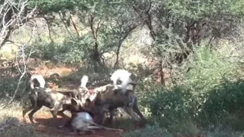 CLIP: Rợn người cảnh chó hoang xé xác linh dương, lôi con non khỏi bụng mẹ