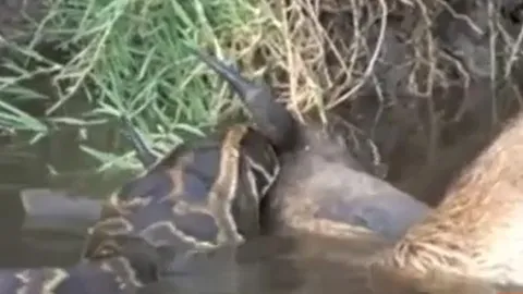 CLIP: Tham lam nuốt linh dương, cá sấu bị sừng của con mồi đâm thủng họng