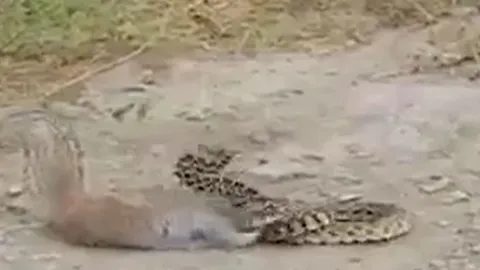 CLIP: Đụng độ sóc đất châu Phi, rắn chuột bị cắn trọng thương