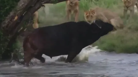 CLIP: Trâu rừng 'đơn thương độc mã' ác chiến với đàn sư tử tìm đường thoát thân và 'vị cứu tinh' bất ngờ