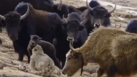 CLIP: Bò Tây Tạng tung cú húc trời giáng, báo tuyết bay ngược để cứu con non