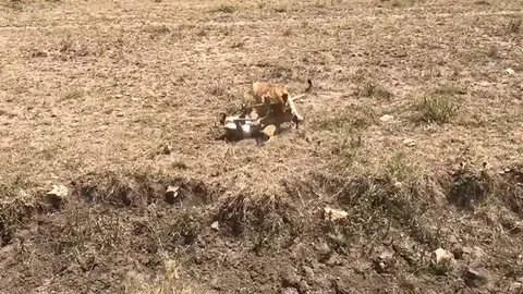 CLIP: Cú vấp định mệnh, linh dương Antelope trở thành mồi ngon cho sư tử cái