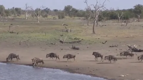 CLIP: Linh dương đầu bò thoát khỏi hàm cá sấu nhờ "anh hùng cứu viện" bất ngờ