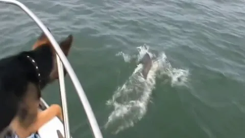 CLIP: Chú chó nhảy xuống biển "săn" cá heo khiến dân mạng cười nghiêng ngả