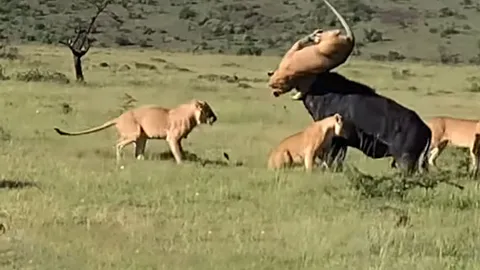 CLIP: Bị thương, trâu rừng đực vẫn nỗ lực chiến đấu với bầy sư tử
