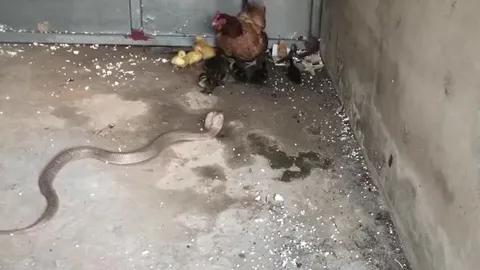 CLIP: Mò vào chuồng bắt gà con, rắn hổ mang bị phụ huynh con mồi đánh cho tả tơi