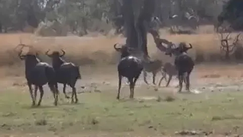 CLIP: Đi vào địa bàn của linh dương đầu bò, đàn báo săn lập tức trở thành 'con mồi' 